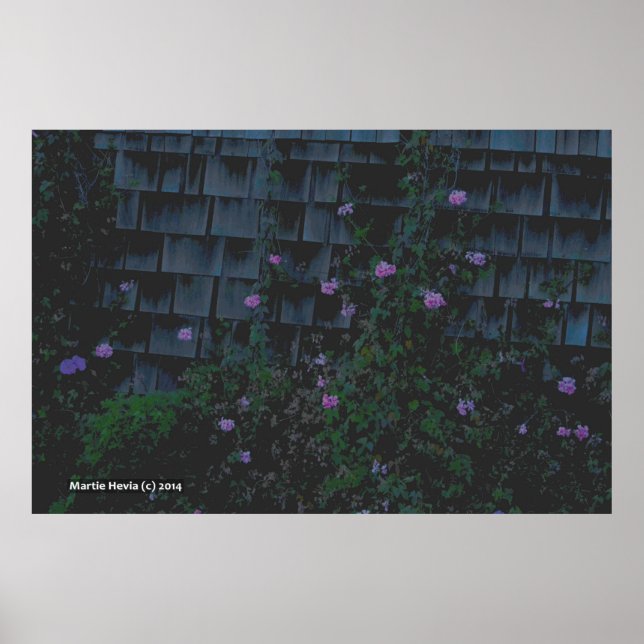 Pôster Walllows (Frente)