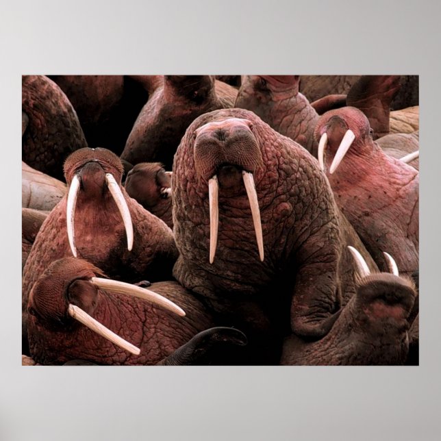 Poster Walrus (Frente)