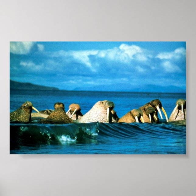 Pôster Walrus (Frente)