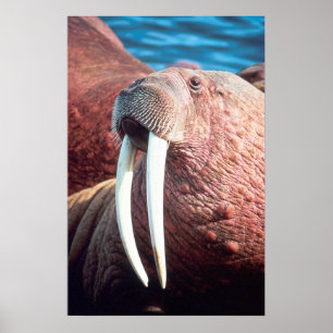 Poster Walrus