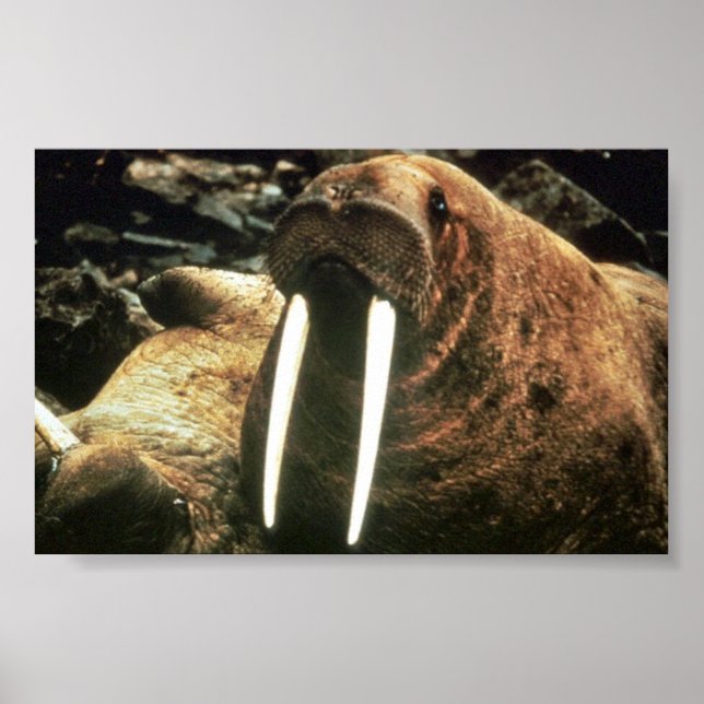 Poster Walrus Male (Frente)
