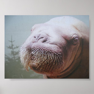 Pôster Walrus Photo