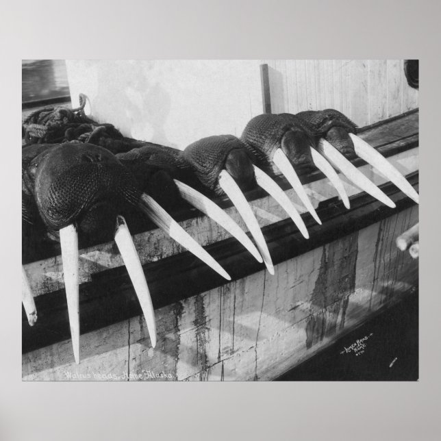 Poster Walrus Tusks: 1931 (Frente)