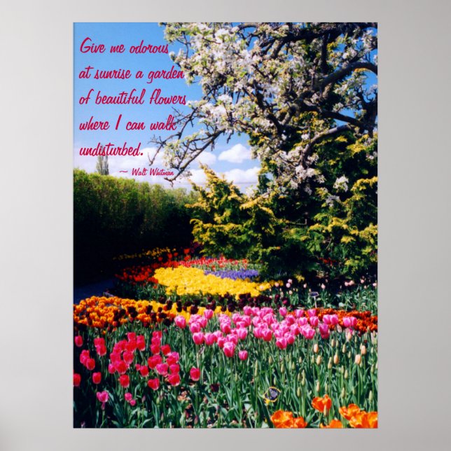Poster Walt Whitman Tulip Garden (Frente)