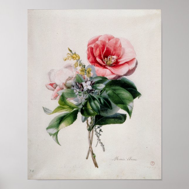 Pôster wamellia e Broom (Frente)