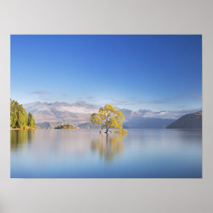 Poster Wanaka Tree Nova Zelândia - Fotografia