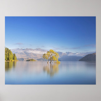 Poster Wanaka Tree Nova Zelândia - Fotografia