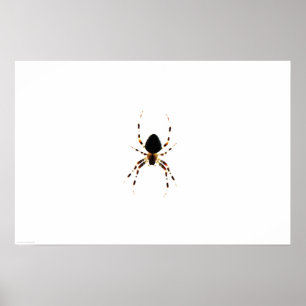 Poster Wapcn de aranha