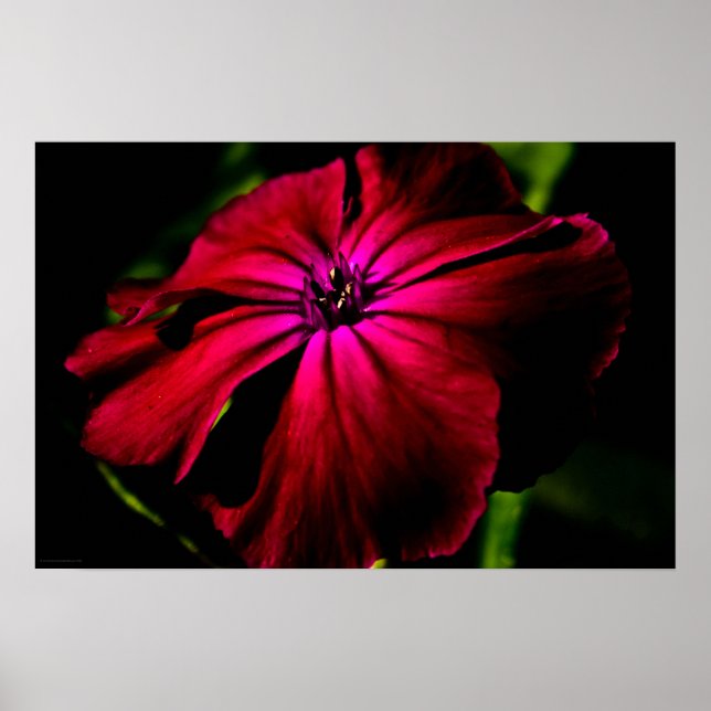 Poster Wapcn de Flor Selvagem Roxo (Frente)