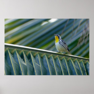 Pôster Warbler Amarelo-Trocado em uma Palmeira