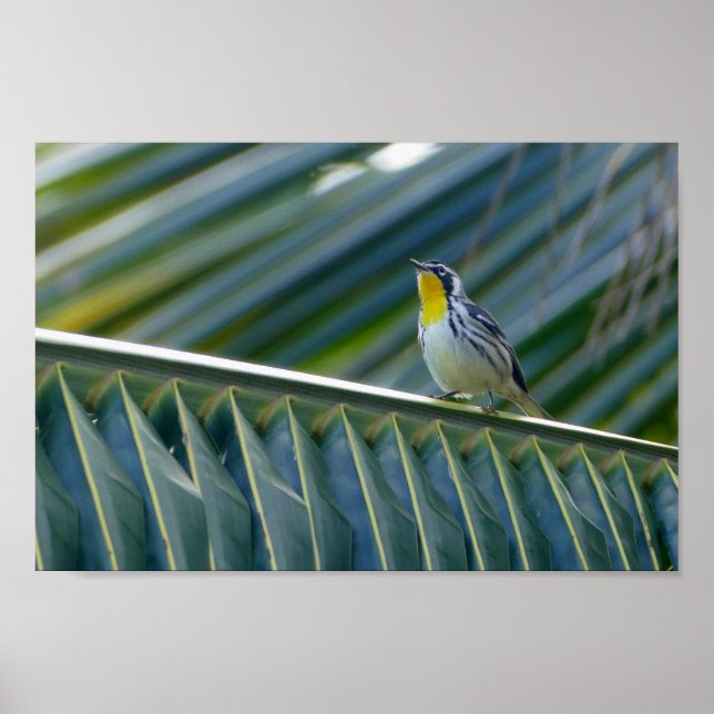 Pôster Warbler Amarelo-Trocado em uma Palmeira (Frente)