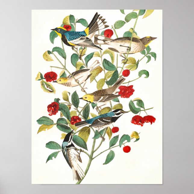 Poster Warbler de John James Audubon (Frente)