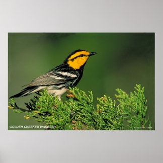 Pôster Warbler de ouro