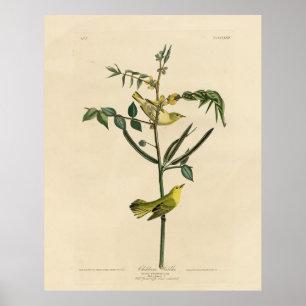 Poster Warbler Infantil das Aves da América de Audubon