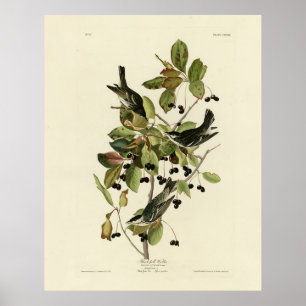 Poster Warbler negro das aves da América de Audubon