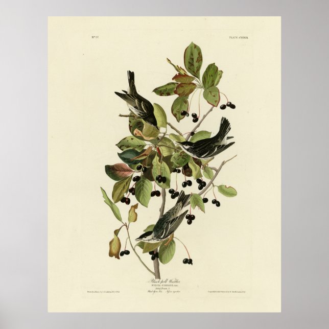 Poster Warbler negro das aves da América de Audubon (Frente)