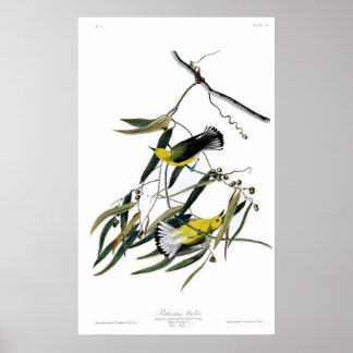 Pôster Warbler Prothonotário