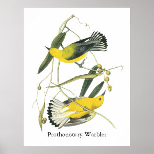 Pôster Warbler Prothonotário, John Audubon