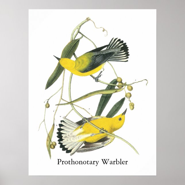 Pôster Warbler Prothonotário, John Audubon (Frente)
