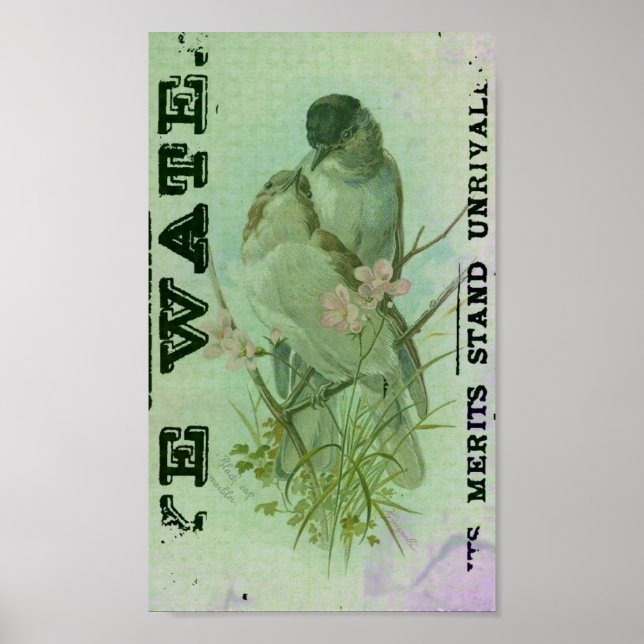 Pôster Warbler Vintage (Frente)