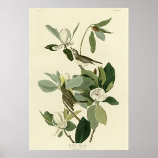 Pôster Warbling Flycatcher