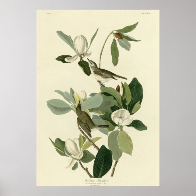 Pôster Warbling Flycatcher (Frente)