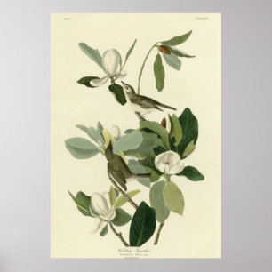 Pôster Warbling o Flycatcher