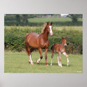Poster Warmblood Mare e Foal andando juntos
