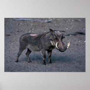 Poster Warthog - varrão grande