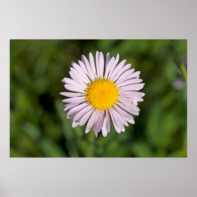 Pôster Washington, Cascade Range, Mount Baker (Frente)