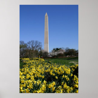Pôster Washington Monument Daffodils