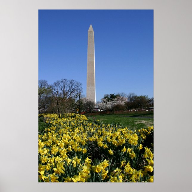 Pôster Washington Monument Daffodils (Frente)