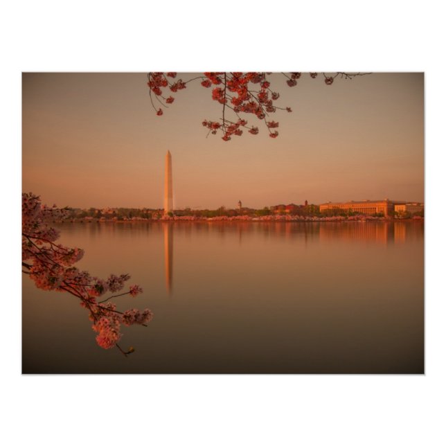 Pôster Washington Monument Sakura no pôr do sol. (Frente)