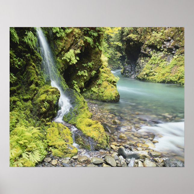 Poster Washington, Parque Nacional da Olimpiadas, sazonal (Frente)