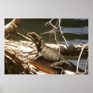 Pôster Water Dragon