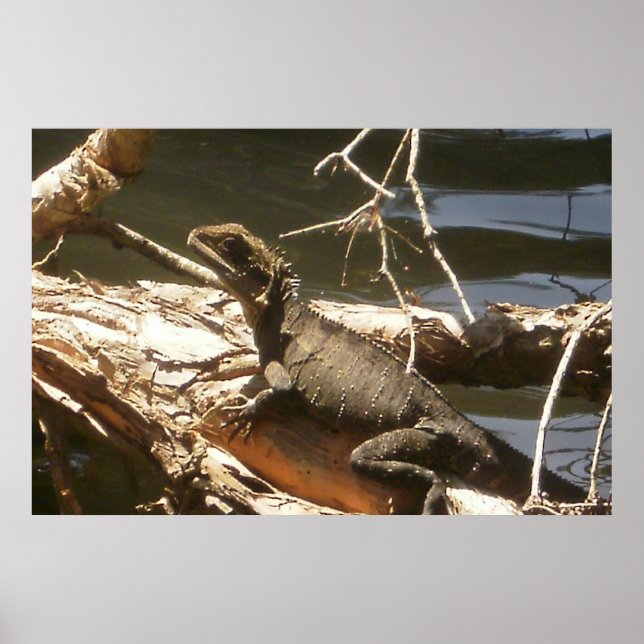 Pôster Water Dragon (Frente)