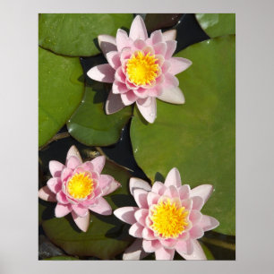 Poster Water lilies