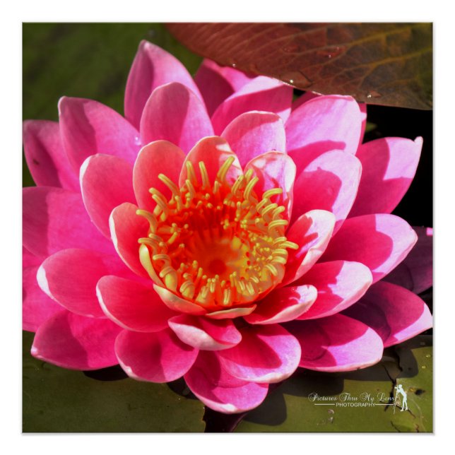 Pôster Water Lilly (Frente)