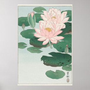 Poster Water Lily