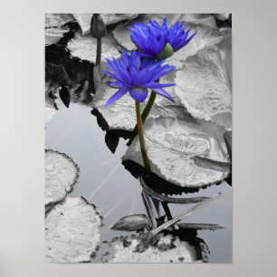 Poster Water Lily Love