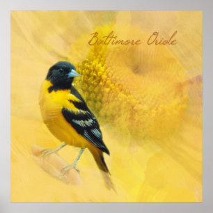 Pôster Watercolor Baltimore Oriole