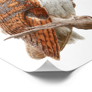 Poster Watercolor Barn Owl Illustration Artwork