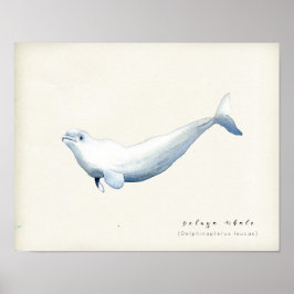 Poster Watercolor Beluga Whale