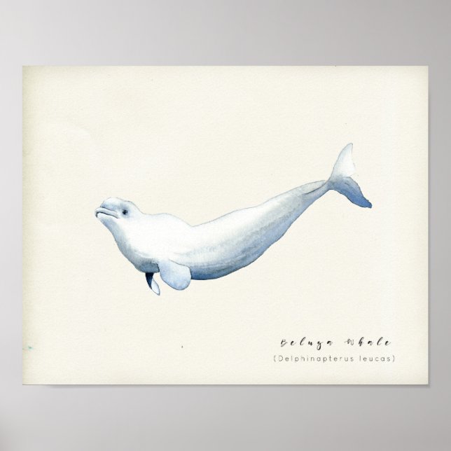 Poster Watercolor Beluga Whale (Frente)