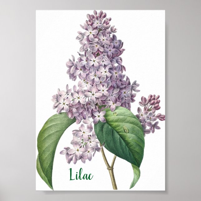 Poster Watercolor Lavender Lilac Illustration (Frente)