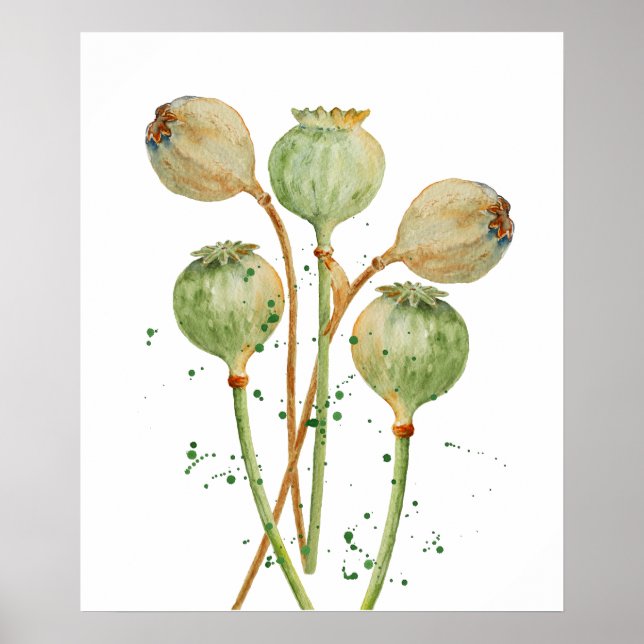 Poster Watercolor Poppy Seed Pods (Frente)