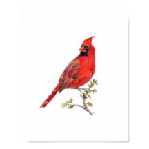 Watercolor Red Cardinal Bird Painting