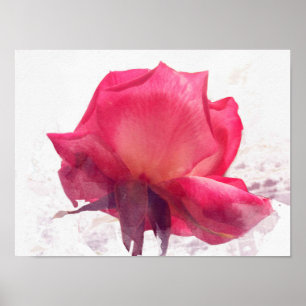 Poster watercolor.Rosa rosa.