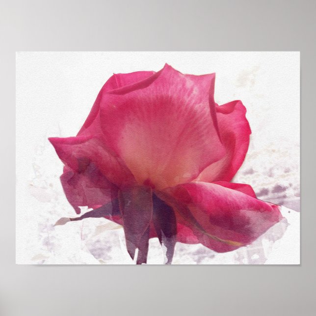 Poster watercolor.Rosa rosa. (Frente)
