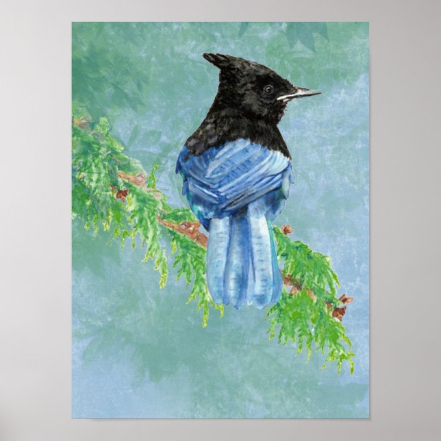 Poster Watercolor Stellar Jay Bird Nature (Frente)